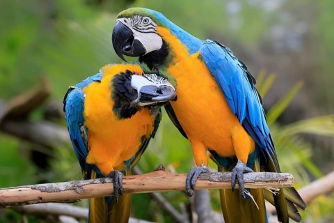 Yellow-breasted Macaw (Ara ararauna), adult, perch, pair, social behaviour, plumage care, South