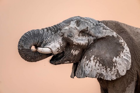 African elephant (Loxodonta africana), adult male, animal portrait with trunk in mouth, at sunset,