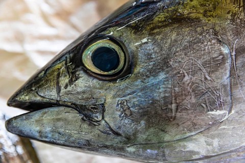 Fish on display at the fish market in Mutrah, Muscat, Arabian Peninsula, Sultanate of Oman