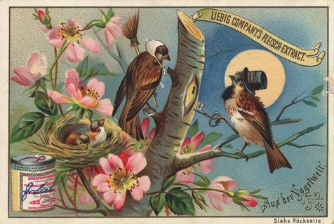 Picture series From the world of birds, the male bird comes home too late and there is trouble,