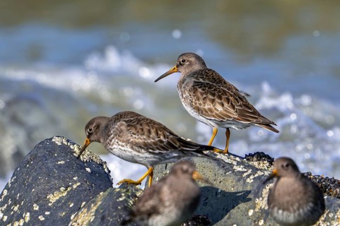 Purple sandpipers (Calidris maritima) in non-breeding plumage foraging among rocks on rocky shore
