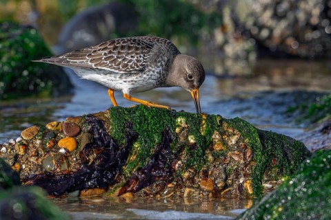 Purple sandpiper (Calidris maritima) in non-breeding plumage showing camouflage colours among rocks