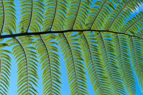 Detail of fern leaves against a clear blue sky, Cathedral Cove, Coromandel Peninsula, North Island,