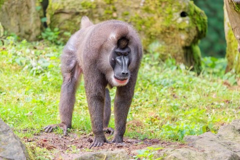 An adult male drill (Mandrillus leucophaeus) stands on the green forest floor, looking around