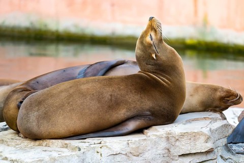 California sea lion (Zalophus californianus), at the shore of the sea, captive, Germany, Europe