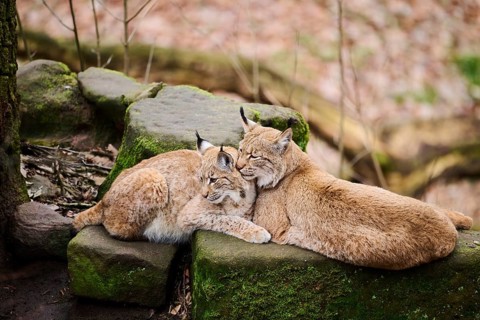 Eurasian lynx (Lynx lynx) mother with her youngster lying on a rock, Bavaria, Germany, Europe