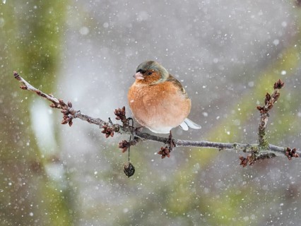 Chaffinch (Fringilla coelebs), male adult bird perched on a frost covered branch, with its feathers