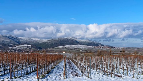 Snow-covered vineyard in front of a mountain backdrop under a clear blue sky, Southern Palatinate,