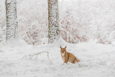 One young male Eurasian lynx, (Lynx lynx), walking through deep snow covered undergrowth in a