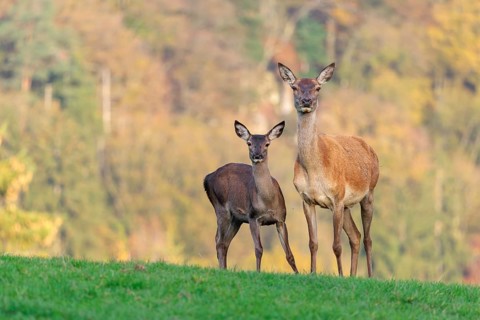 An adult red deer hind (Cervus elaphus) and a calf are standing in a meadow in the beautiful