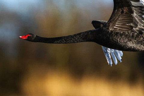 Black Swan, Cygnus atratus in flight at winter time over marshes