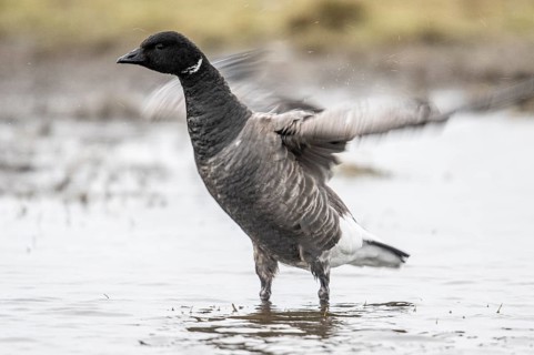 Brent goose (Branta bernicla), Amrum, Schleswig-Holstein, Germany, Europe