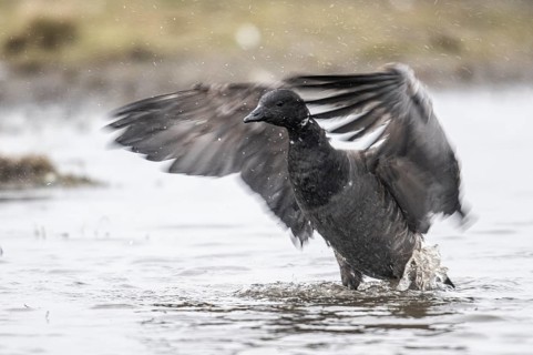 Brent goose (Branta bernicla), Amrum, Schleswig-Holstein, Germany, Europe
