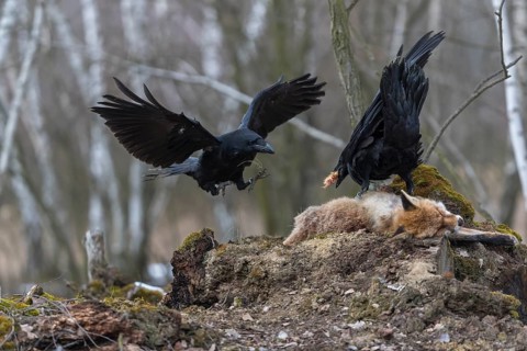 Two common raven (Corvus corax), fighting and feeding on the carcass of a red fox lying on stones