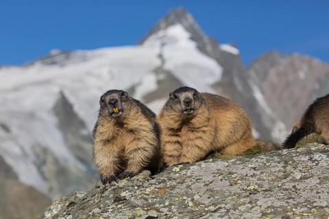 Two adult Alpine Marmot, Marmota marmota, sitting in front of the Grossglockner mountain in bright