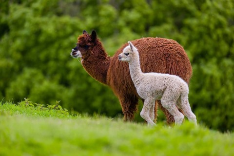 One brown female Alpaca (Vicugna pacos) stands with her young on a fresh green meadow . A green