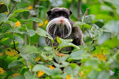 Emperor bearded tamarin (Saguinus imperator subgrisescens), adult, on tree, portrait, alert, South