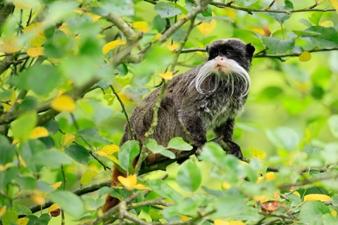 Emperor bearded tamarin (Saguinus imperator subgrisescens), adult, on tree, alert, South America