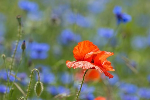 Single poppy flower (papaver) blooming between cornflowers (Centaurea cyanus) at the edge of a