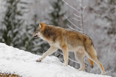 A young grey wolf (Canis lupus lupus) runs across the sloping, snow-covered meadow at the edge of a