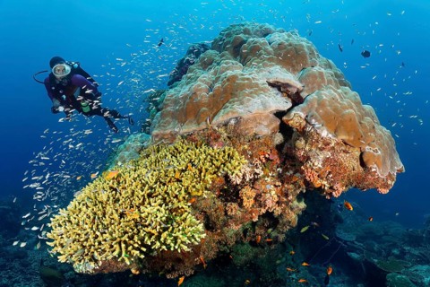 Diver looking at coral block with fish warm Blue coral (Leptojulis cyanopleura), juvenile form,