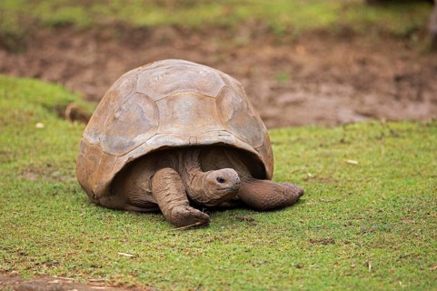 Aldabra giant tortoise (Aldabrachelys gigantea) on a grassy area, Botanical Garden or Sir