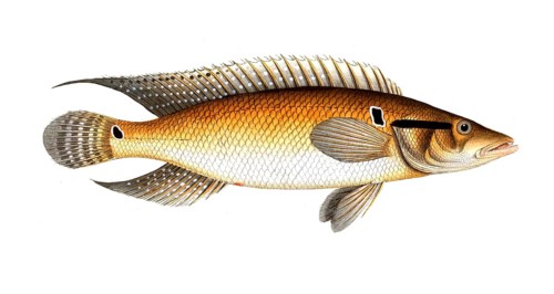 Fish, Fish, Genus of the family Perch, Perca saxatilis, Historical, digitally restored reproduction
