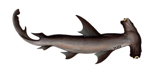 Fish, Fish, Shark genus from the spiny dogfish family, Squalus zygaena, the hammerfish, the balance