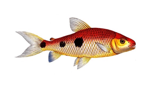 Fish, Fish, Salmon family, Salmo friderici, Historical, digitally restored reproduction from a 19th