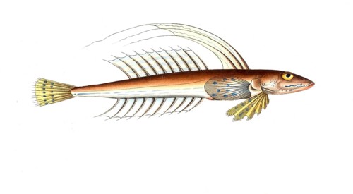 Fish, Pisces, Callionymus lyra, the spider fish, the Gemmeous Dragonet, Historical, digitally