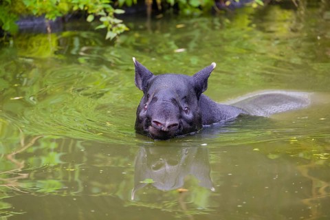 A Malayan tapir (Acrocodia indica) stands in the shallow water of a river