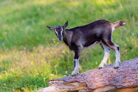 One Tauernschecke goatling, Capra aegagrus hircus, standing on a tree trunk lying on meadow