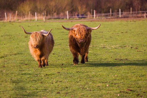 One Highland bull and a cow (Bos (primigenius) taurus) walk over a pasture