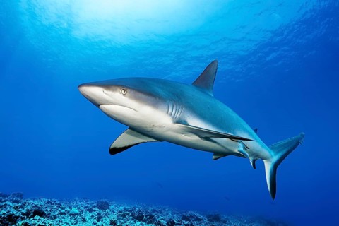Grey reef shark (Carcharhinus amblyrhynchos) swimming in the South Pass of the Fakarava Atoll