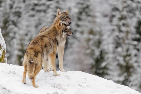 Two grey wolves (Canis lupus lupus) stand face to face on a snow-covered hill. Social behaviour
