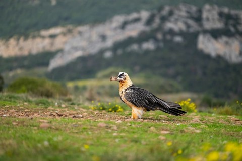 Bearded Vulture (Gypaetus barbatus) adult bird with sheep bones, Pyrenees, Lleida, Spain, Europe
