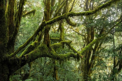 Laurel trees with mosses and lichens. Garajonay National Park, La Gomera, Canary Islands, Spain,