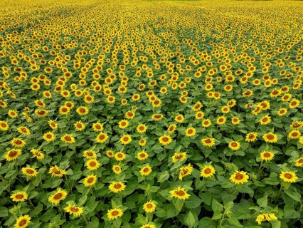 Sunflower field near Holzhausen, town of Rheinau, aerial view, Ortenau district, Baden-Württemberg,