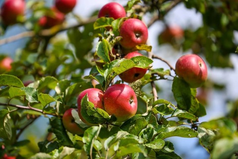 Schwerte, North Rhine-Westphalia, Germany, Ripe apples on a tree in a meadow orchard, Europe