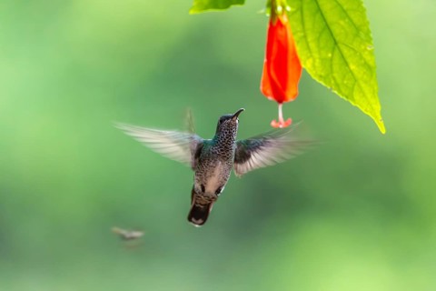 Green-fronted Brilliant Hummingbird (Heliodoxa jacula), Hummingbird (Trochilidae), Swiftbirds