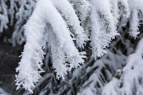 Large ice crystals from hoarfrost on snow on fir branches, Erzgebirge, Saxony, Germany, Europe
