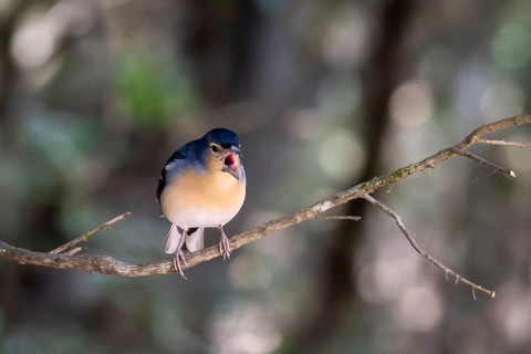 Chaffinch (Fringilla coelebs) on branch, La Gomera, Canary Islands, Spain, Europe