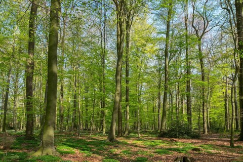 A sparse deciduous forest with tall trees through which sunlight and shade dance playfully, Ahaus,