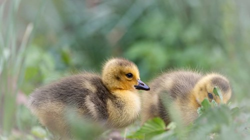 Canada goose chicks (Branta canadensis) two lying in grass and other undergrowth, background