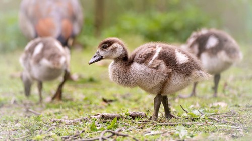 Nile goose chicks (Alopochen aegyptiaca) three running through grass and branches, looking for