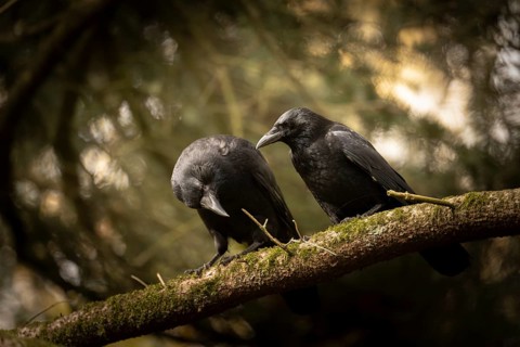 Raven crows (Corvus corone), two, sitting next to each other on a thick mossy branch, in the