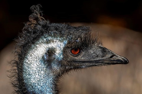 Emus (Dromaius), portrait, captive, Germany, Europe