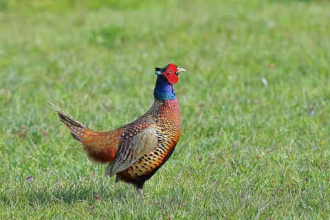 Pheasant, hunting pheasant (Phasianus colchicus), adult male bird in a meadow, wildlife, Lembruch,