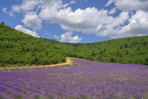 Lavender field amidst green hills, Alpes-de-Haute-Provence, France, Europe