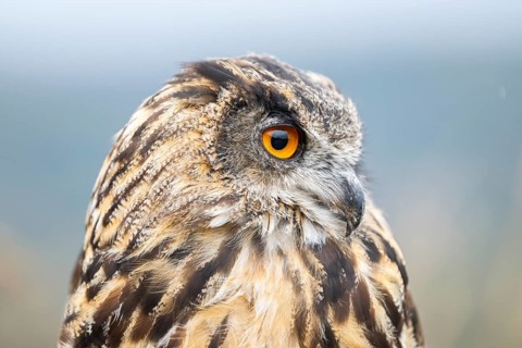 Portrait of an Eurasian eagle-owl (Bubo bubo), captive, Pyrenees, Catalonia, Spain, Europe
